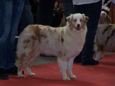 de la Croix d'Atal - Dakota Meilleur Jeune à la spéciale de Nantes