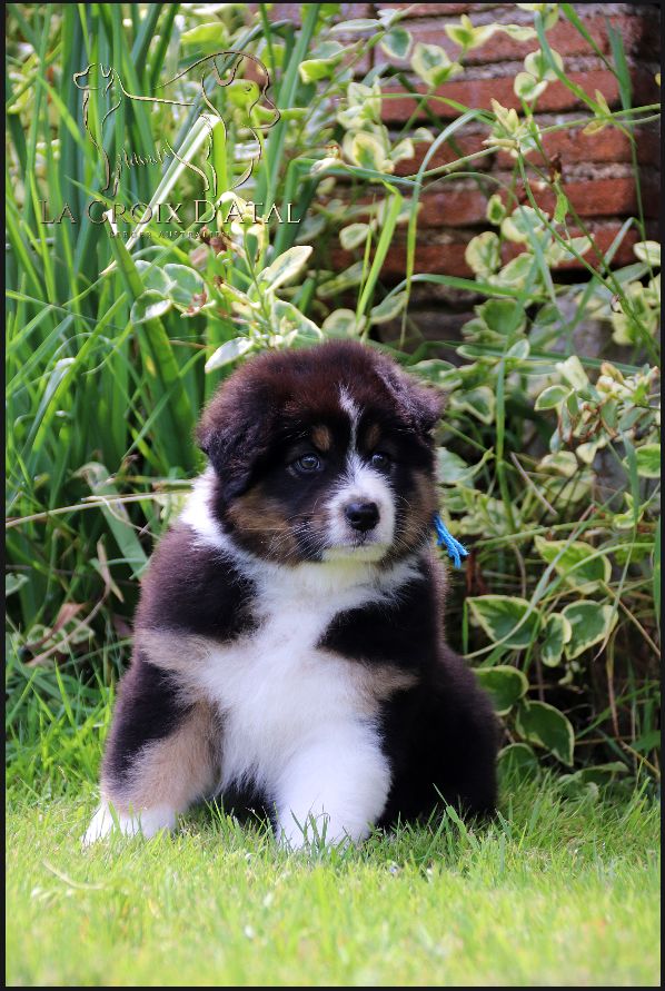 chiot Berger Australien de la Croix d'Atal