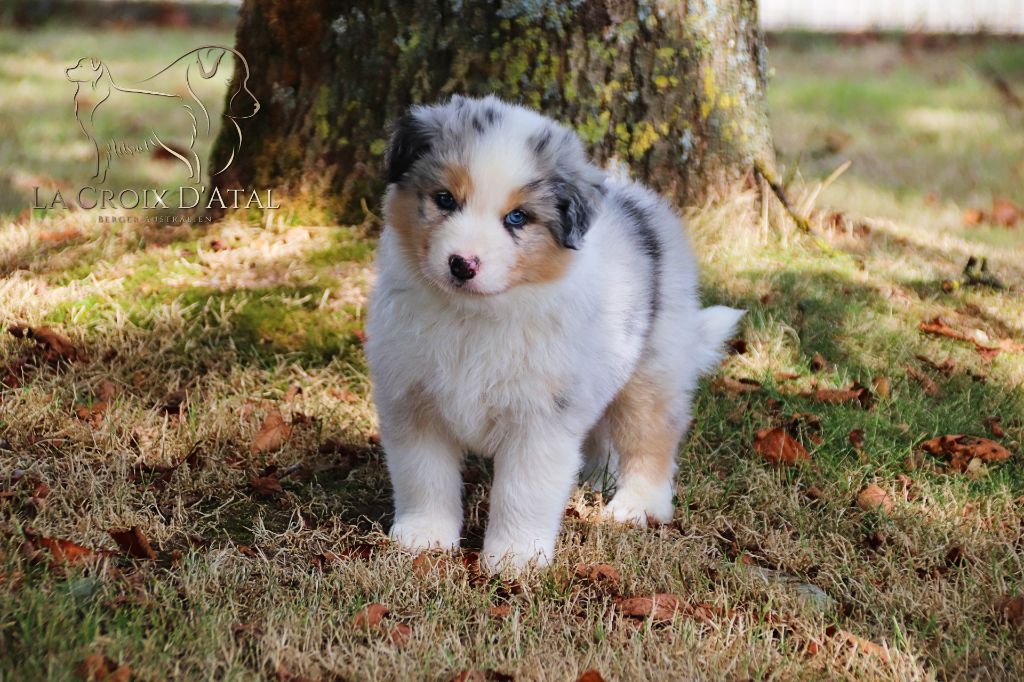 de la Croix d'Atal - Chiot disponible  - Berger Australien