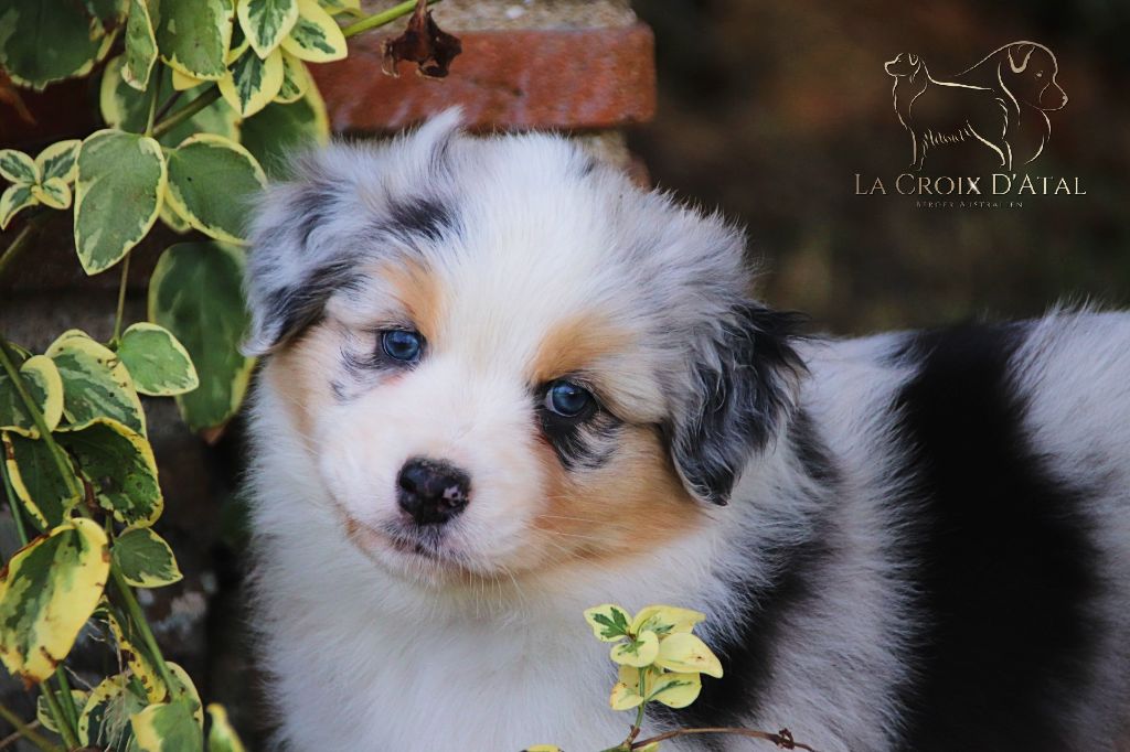 chiot Berger Australien de la Croix d'Atal