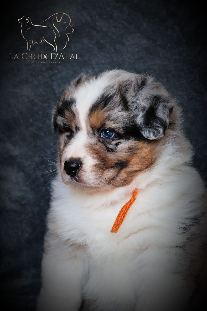 de la Croix d'Atal - Chiot disponible  - Berger Australien