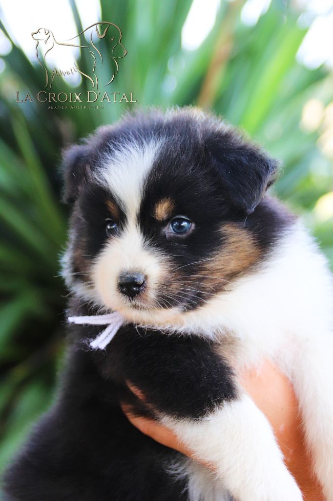 chiot Berger Australien de la Croix d'Atal