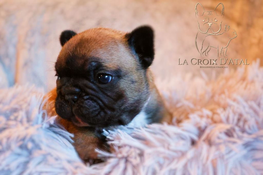 de la Croix d'Atal - Chiot disponible  - Bouledogue français