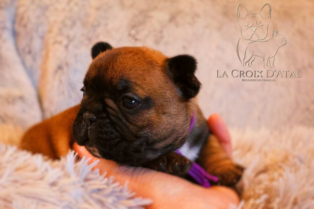 de la Croix d'Atal - Chiot disponible  - Bouledogue français