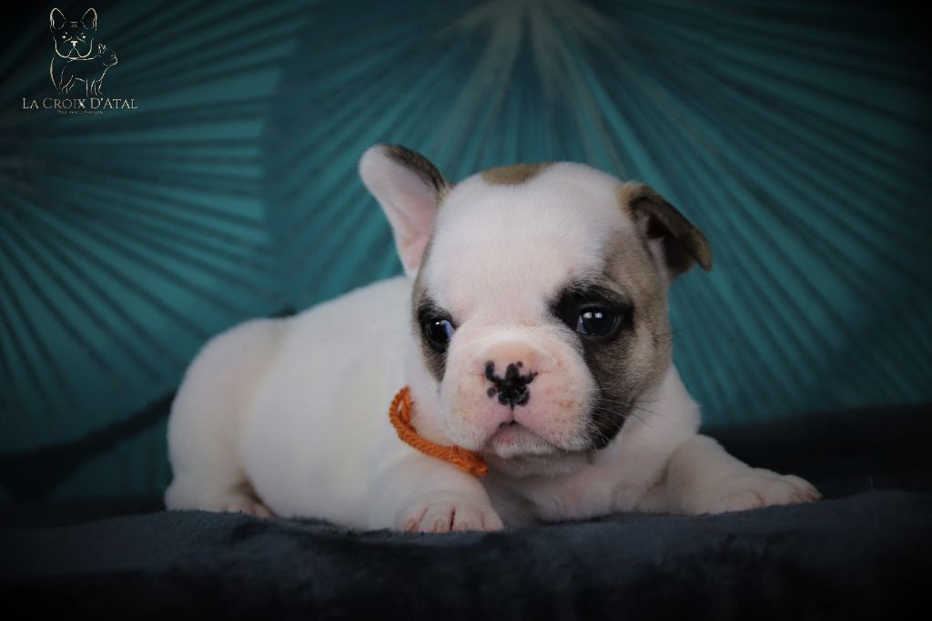 chiot Bouledogue français de la Croix d'Atal