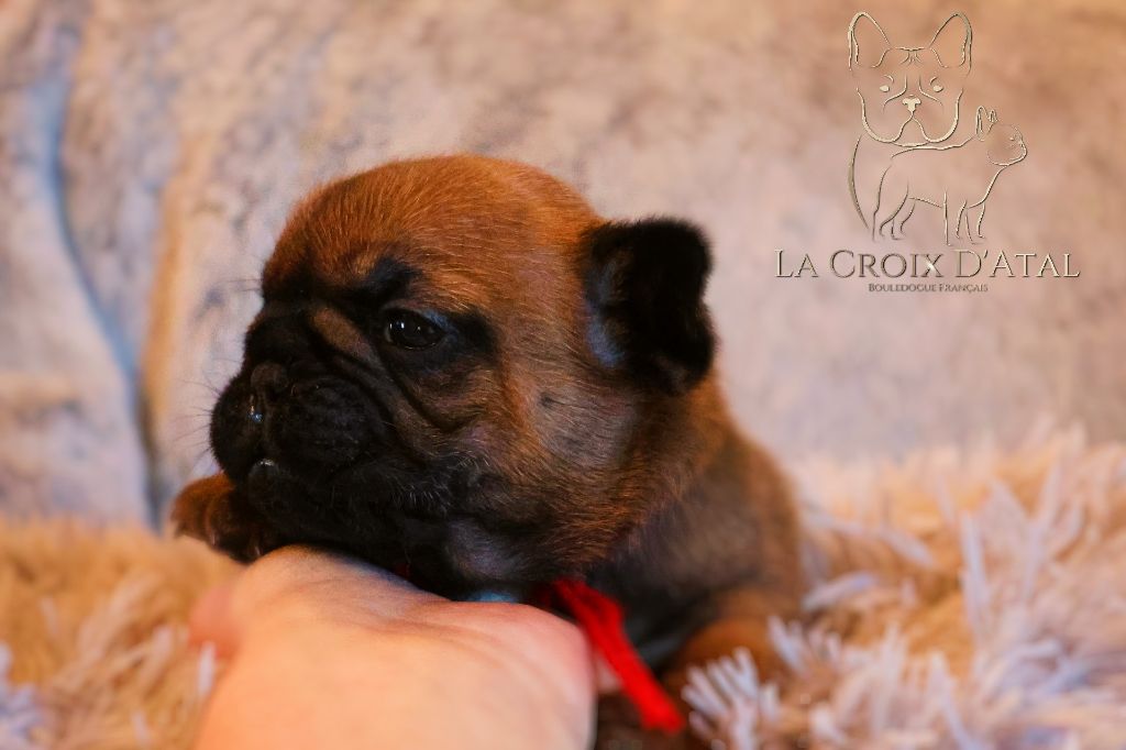 de la Croix d'Atal - Chiot disponible  - Bouledogue français