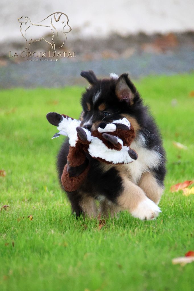 chiot Berger Australien de la Croix d'Atal