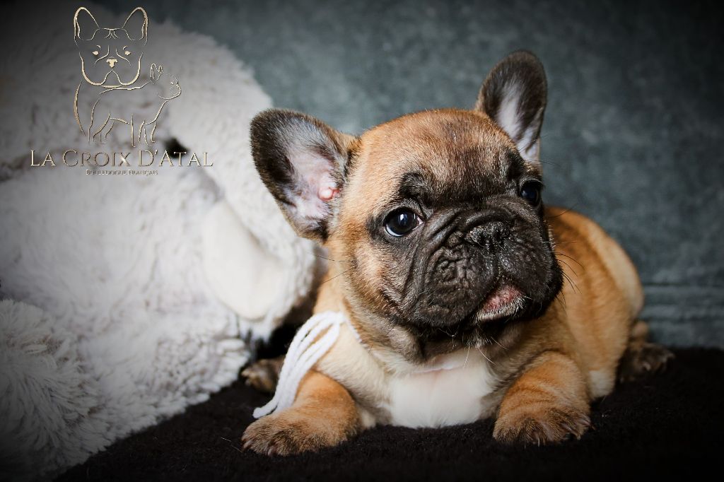 de la Croix d'Atal - Chiot disponible  - Bouledogue français