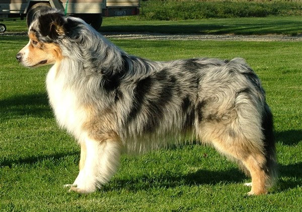 Gaylord de la Croix d'Atal