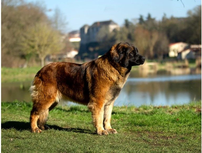 Somebody to love de la Croix d'Atal