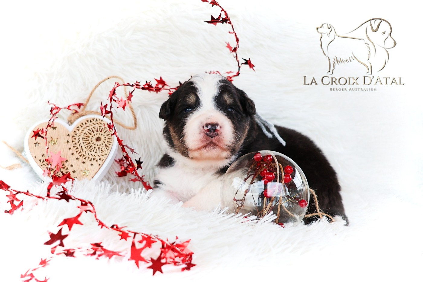 Les bébés de Pepper et Rebelle sont nés