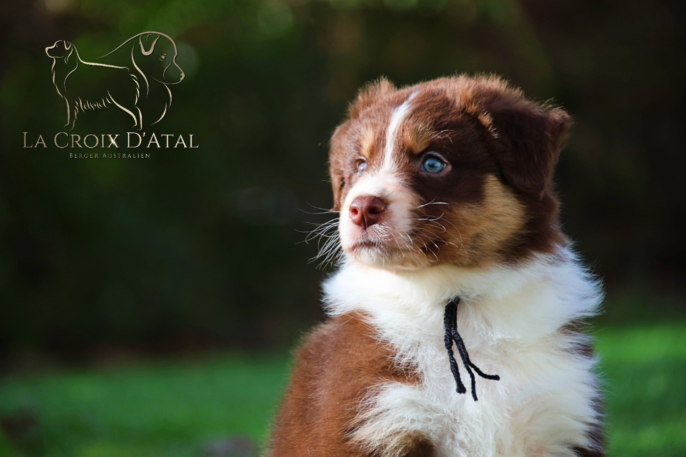 Les bébés de Pepper et Rebelle sont nés