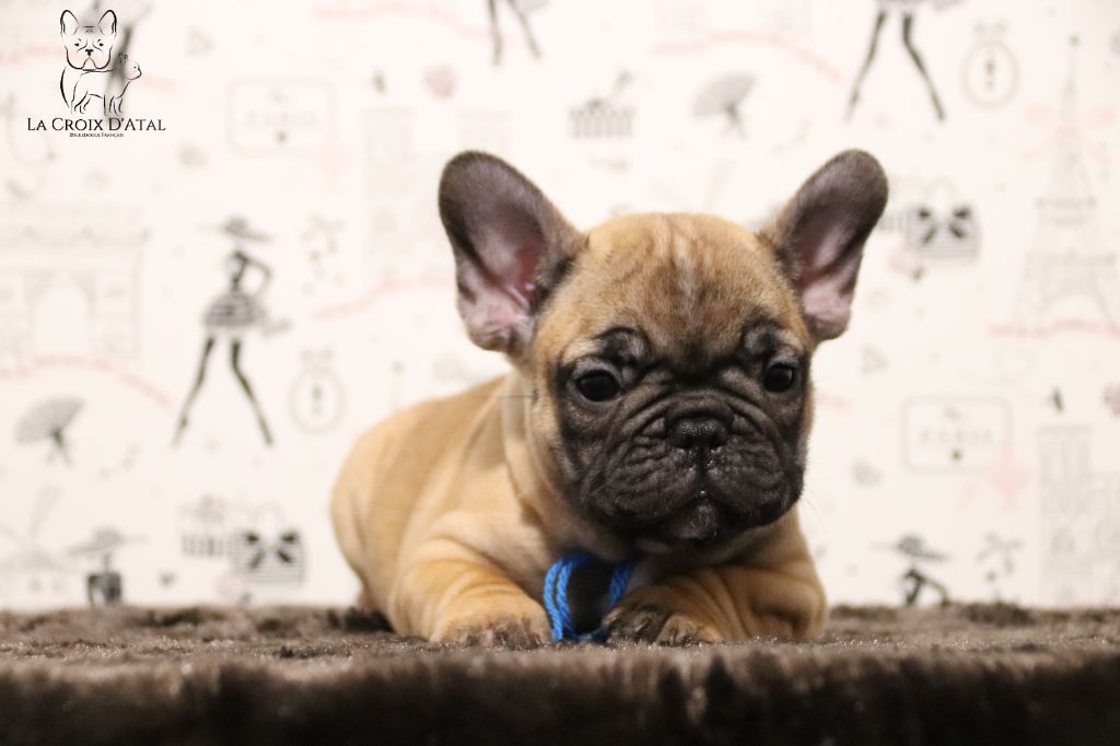 de la Croix d'Atal - Bouledogue français - Portée née le 24/09/2021