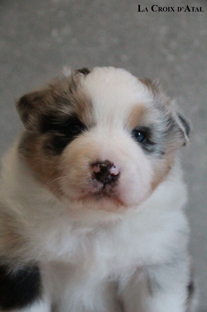 de la Croix d'Atal - Berger Australien - Portée née le 22/01/2020