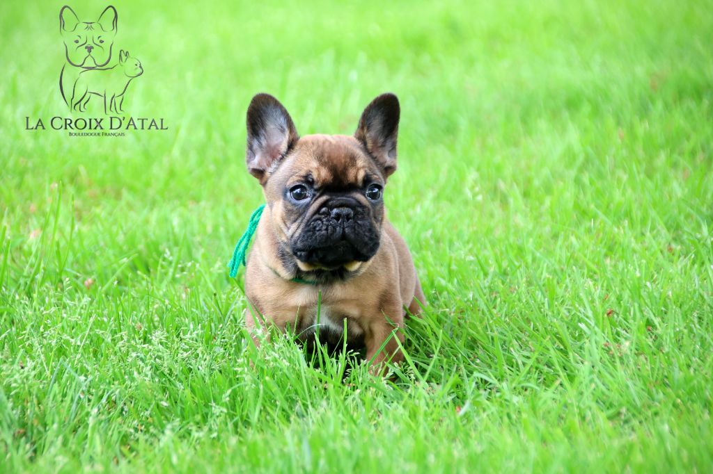 de la Croix d'Atal - Chiots disponibles - Bouledogue français