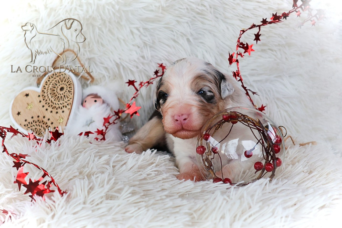 de la Croix d'Atal - Chiots disponibles - Berger Australien