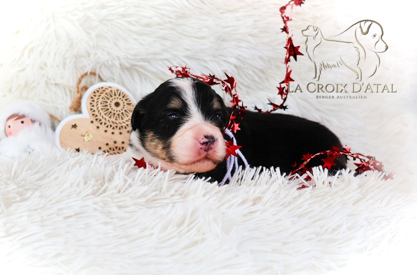 de la Croix d'Atal - Chiots disponibles - Berger Australien