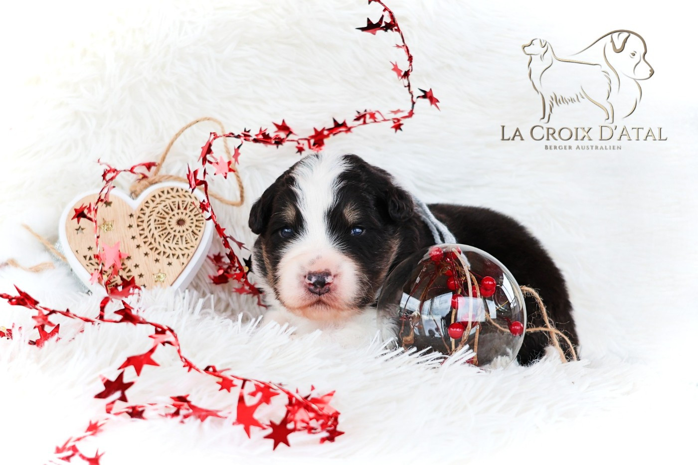 de la Croix d'Atal - Chiots disponibles - Berger Australien