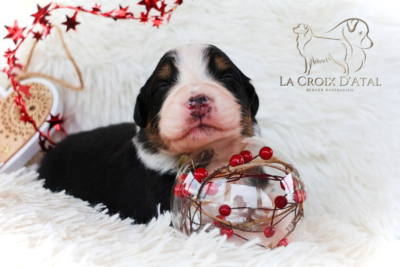 de la Croix d'Atal - Chiots disponibles - Berger Australien