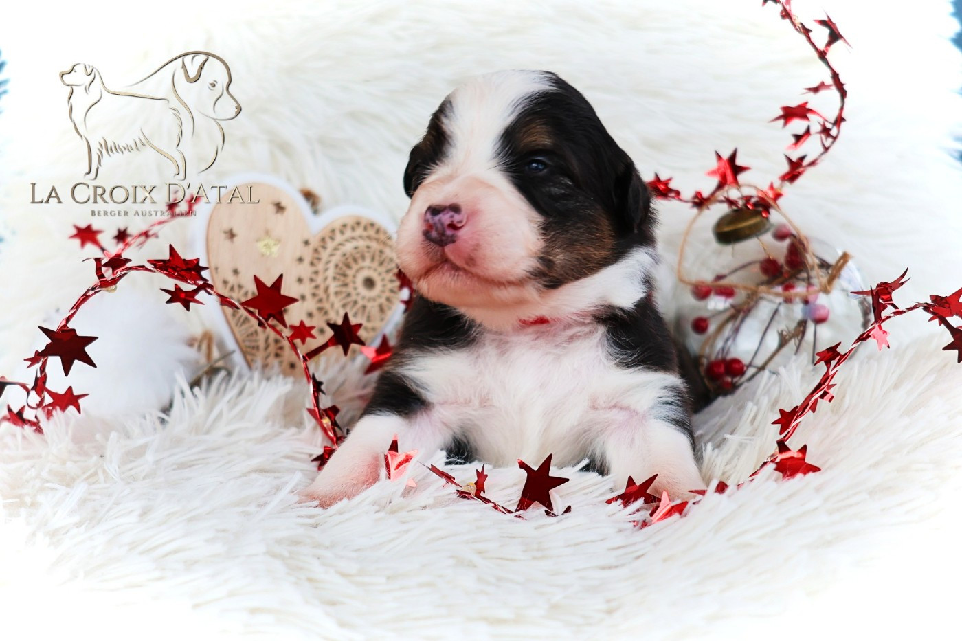 de la Croix d'Atal - Chiots disponibles - Berger Australien