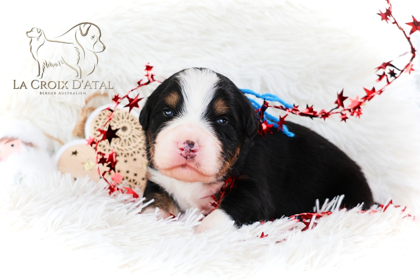 de la Croix d'Atal - Chiots disponibles - Berger Australien