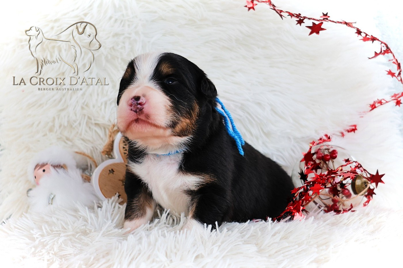 Chiot Berger Australien de la Croix d'Atal