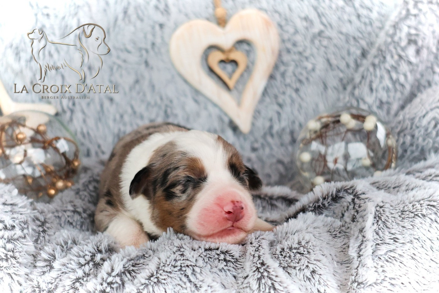 de la Croix d'Atal - Chiots disponibles - Berger Australien