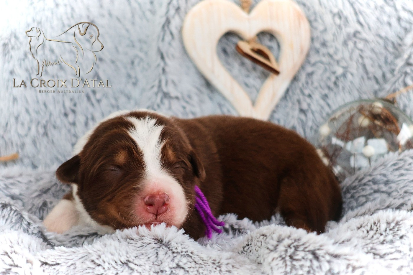 de la Croix d'Atal - Chiots disponibles - Berger Australien