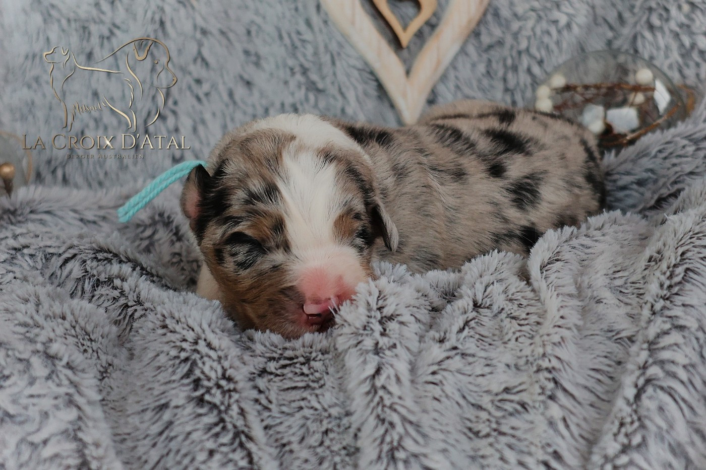 de la Croix d'Atal - Chiots disponibles - Berger Australien