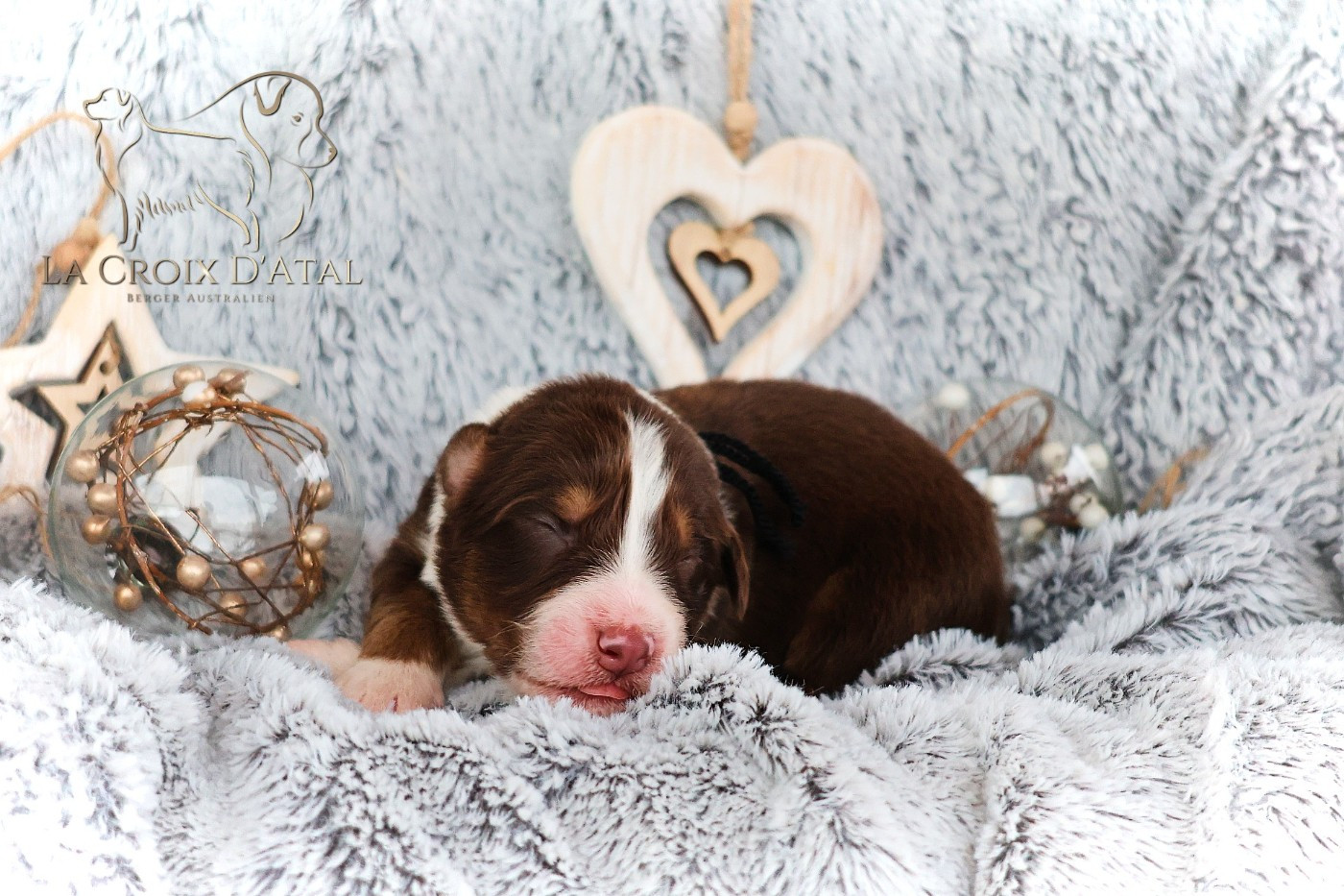 de la Croix d'Atal - Chiots disponibles - Berger Australien