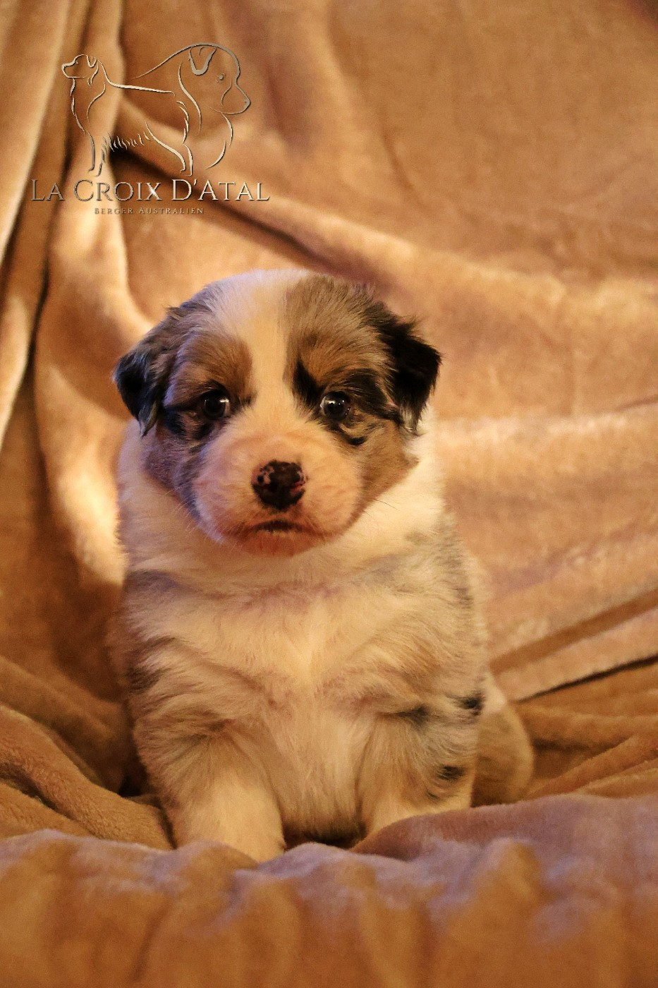 de la Croix d'Atal - Chiots disponibles - Berger Australien