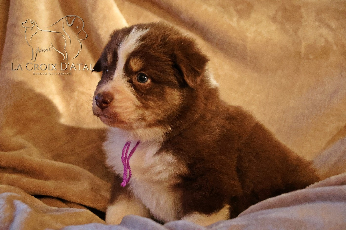 de la Croix d'Atal - Chiots disponibles - Berger Australien