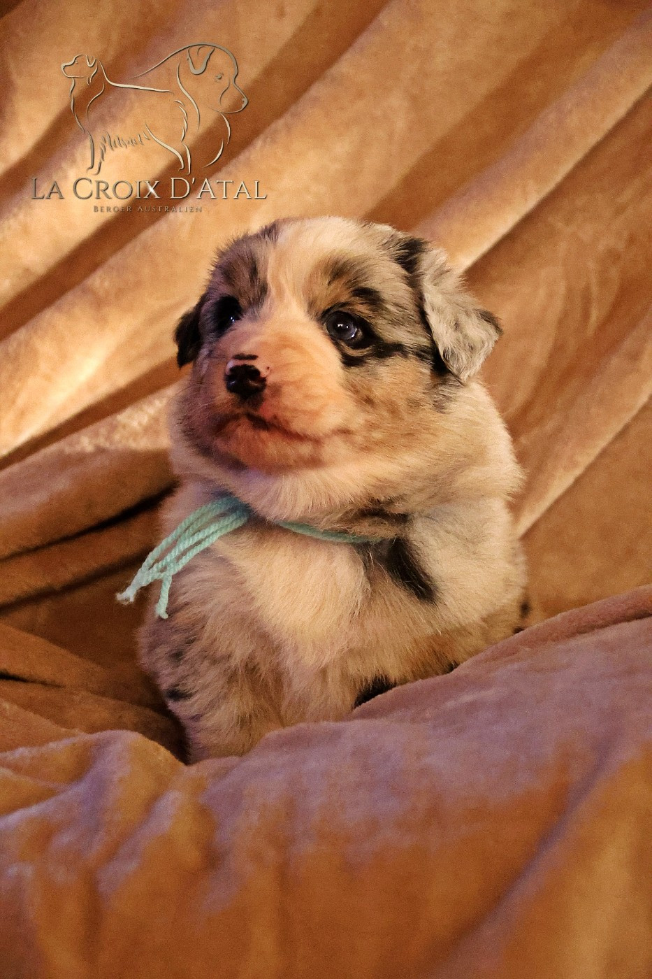 de la Croix d'Atal - Chiots disponibles - Berger Australien