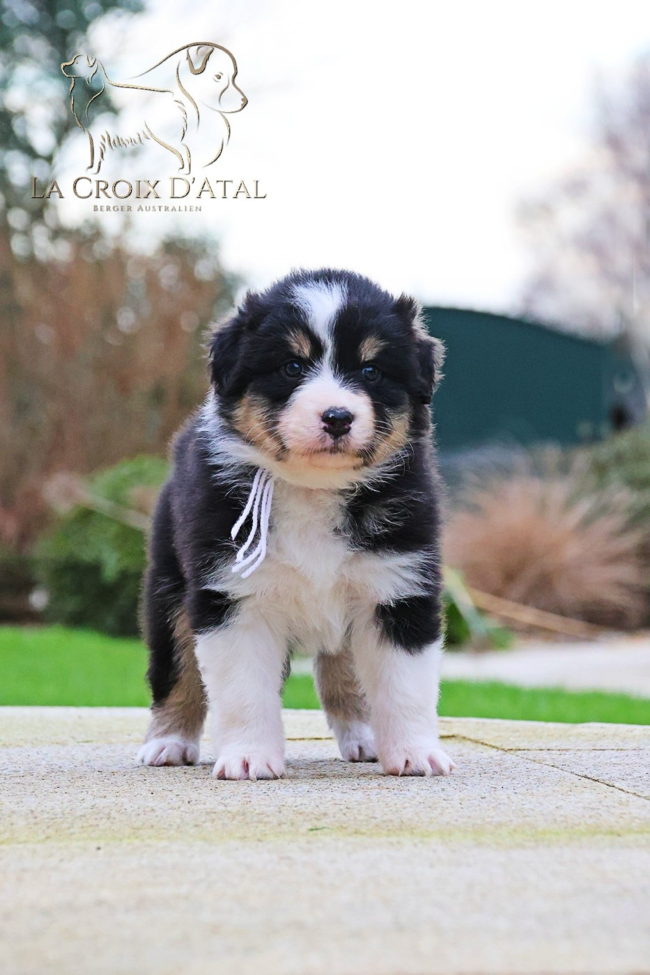 de la Croix d'Atal - Chiots disponibles - Berger Australien
