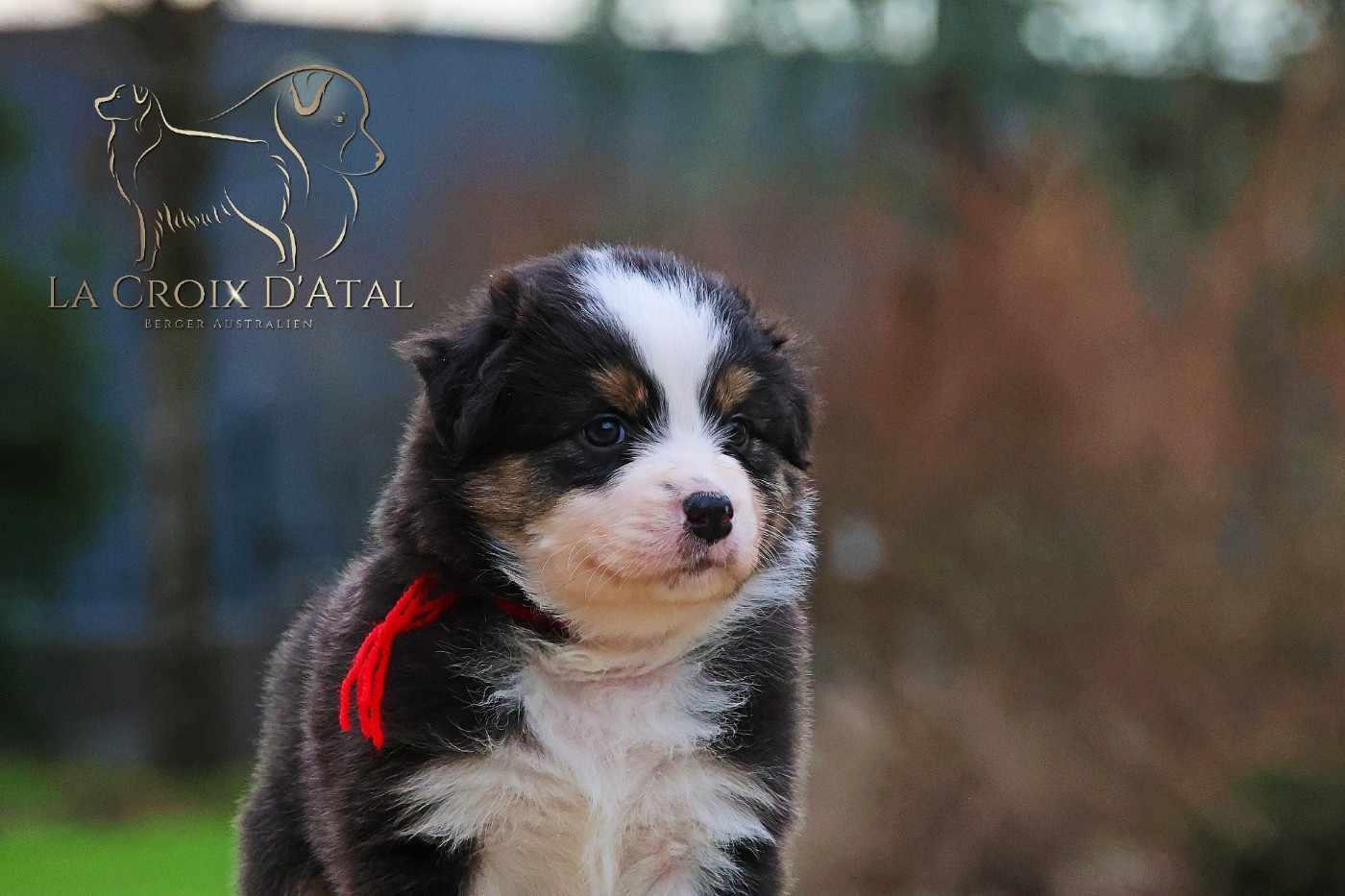 de la Croix d'Atal - Chiots disponibles - Berger Australien