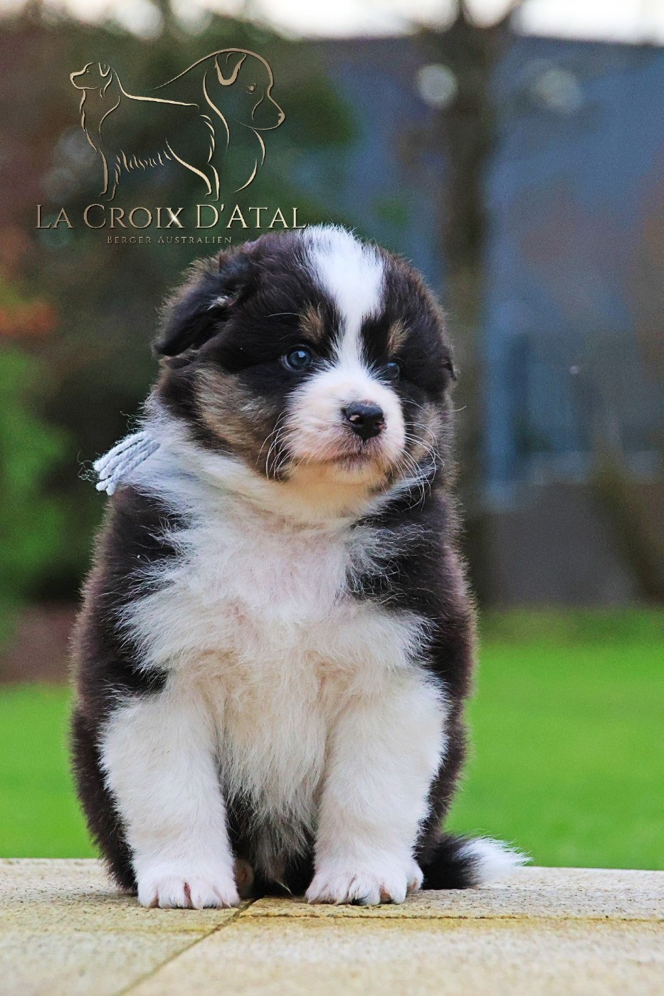 de la Croix d'Atal - Berger Australien - Portée née le 08/12/2025