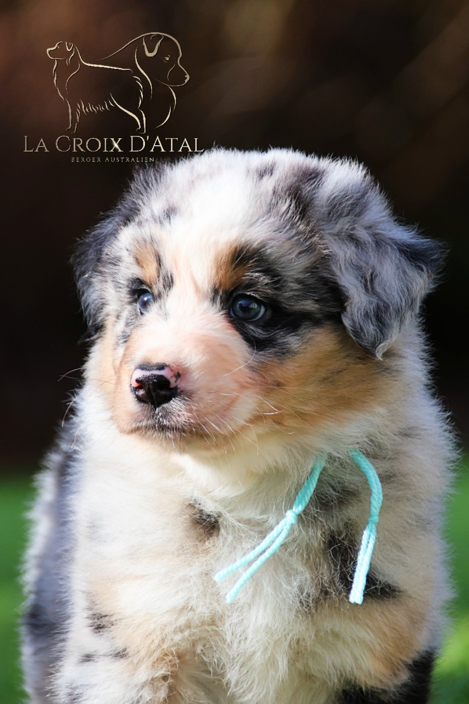 de la Croix d'Atal - Chiots disponibles - Berger Australien