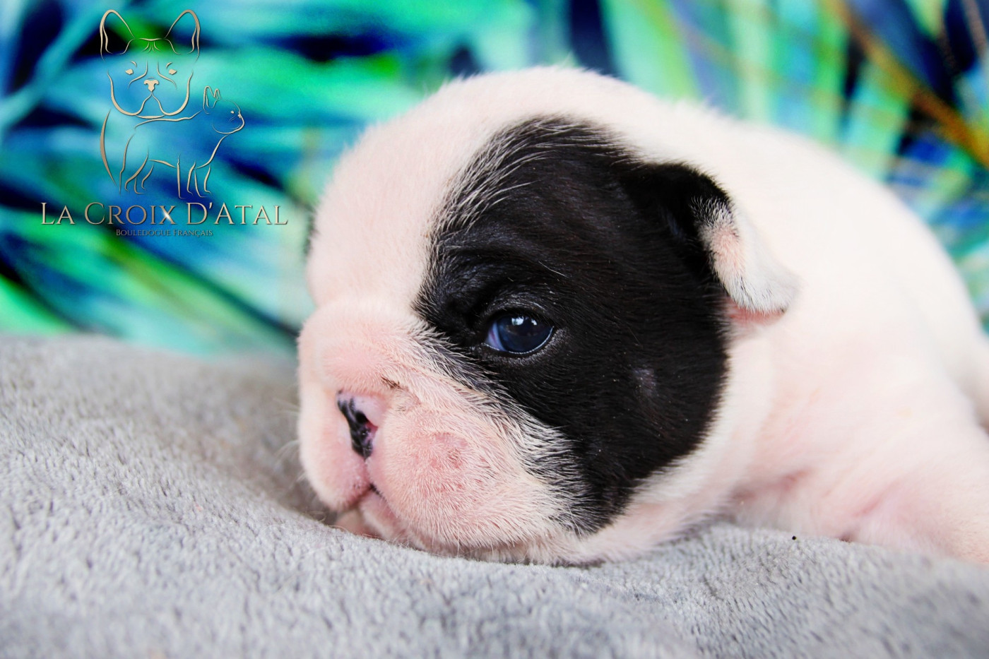 Chiot Bouledogue français de la Croix d'Atal