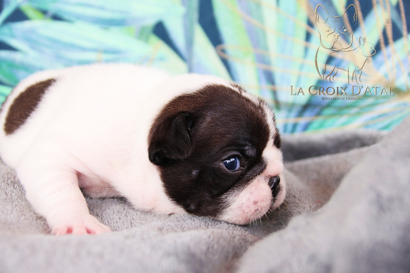 de la Croix d'Atal - Chiots disponibles - Bouledogue français