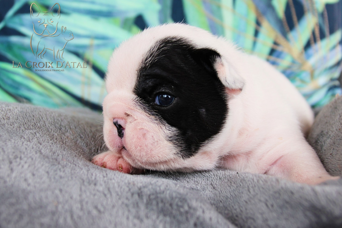 de la Croix d'Atal - Chiots disponibles - Bouledogue français