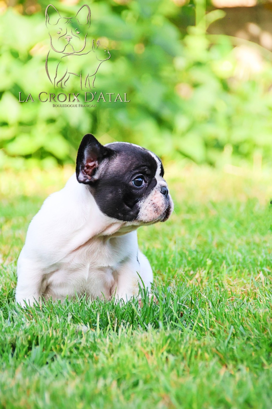 de la Croix d'Atal - Chiots disponibles - Bouledogue français