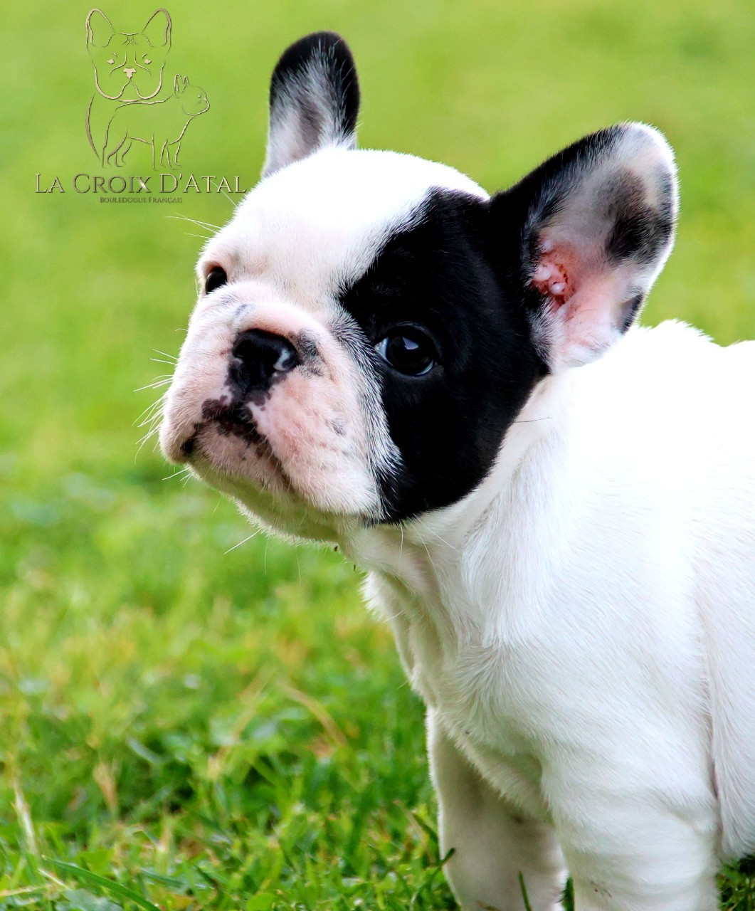 de la Croix d'Atal - Chiots disponibles - Bouledogue français