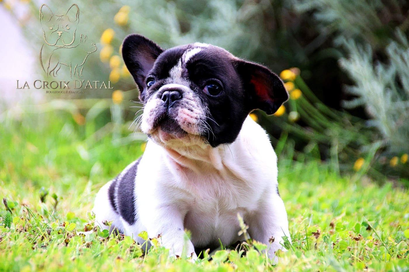 de la Croix d'Atal - Chiots disponibles - Bouledogue français