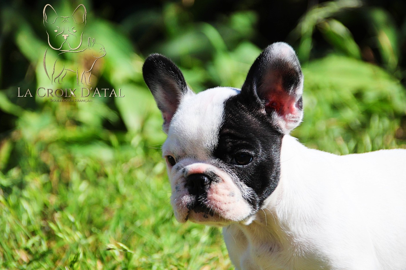 de la Croix d'Atal - Chiots disponibles - Bouledogue français