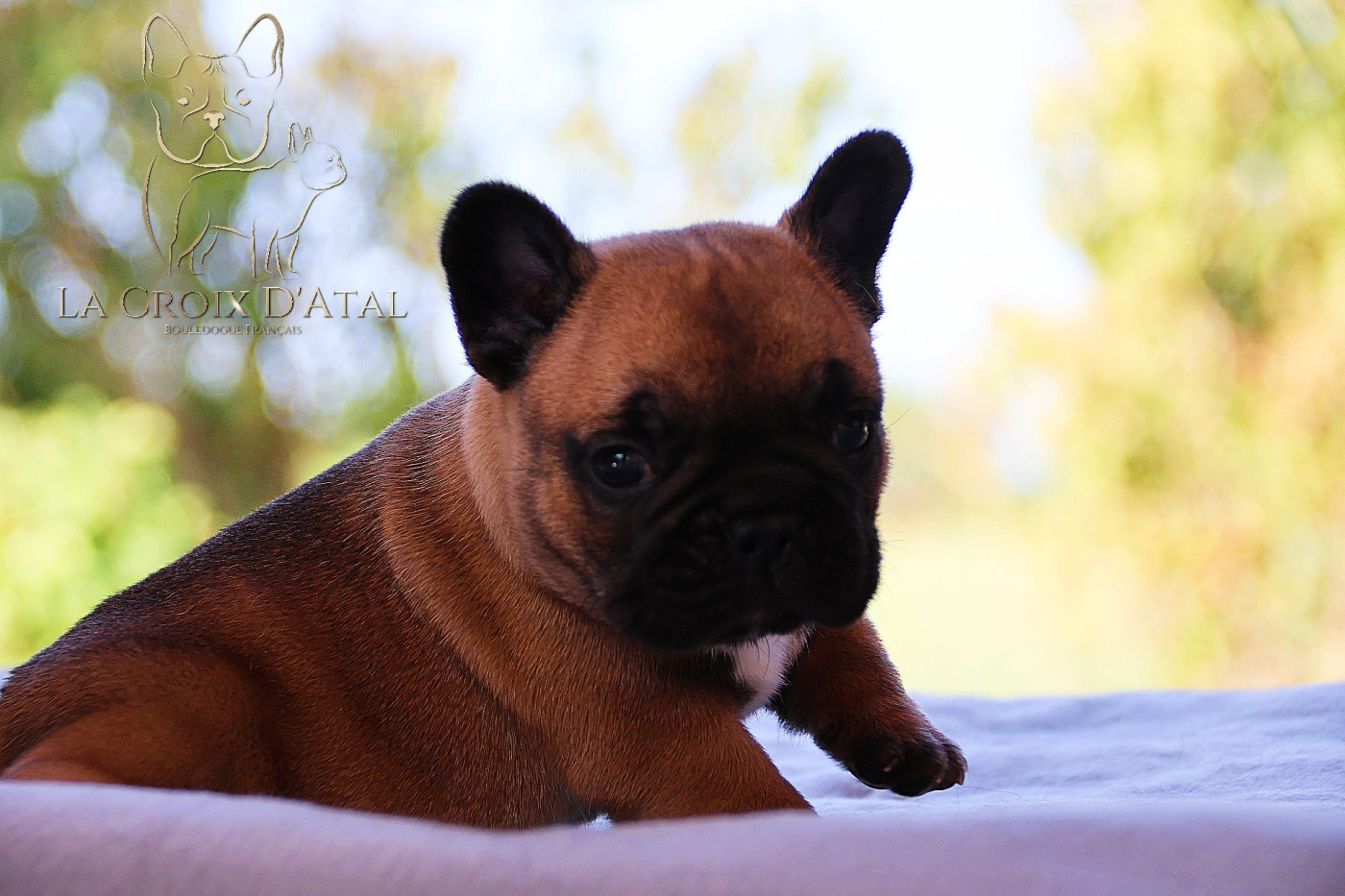 Chiot Bouledogue français de la Croix d'Atal