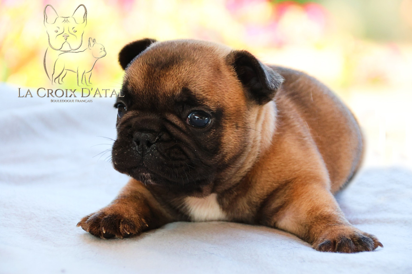 de la Croix d'Atal - Chiots disponibles - Bouledogue français