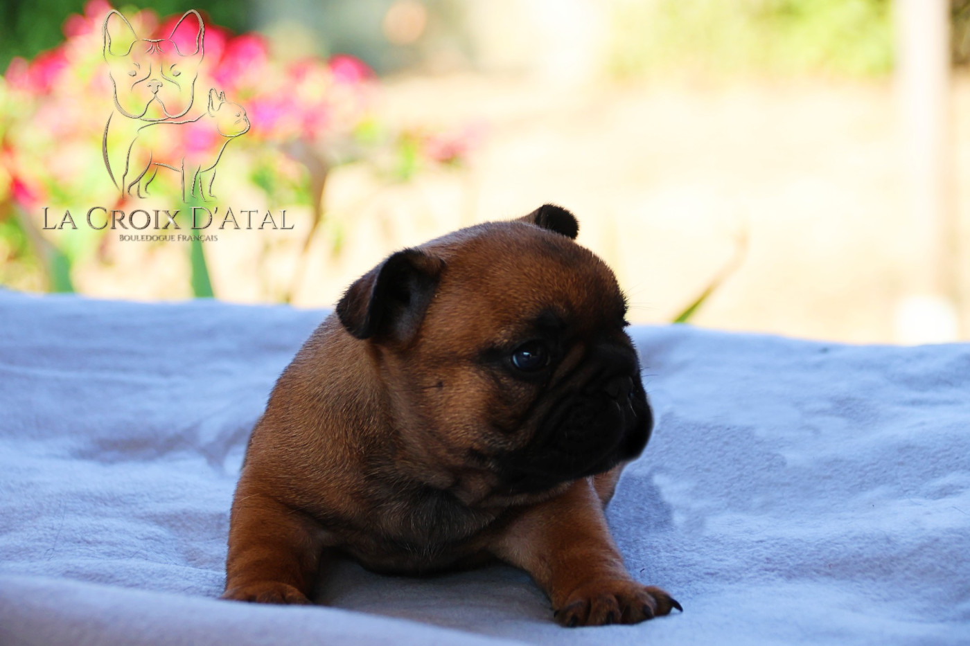 de la Croix d'Atal - Chiots disponibles - Bouledogue français