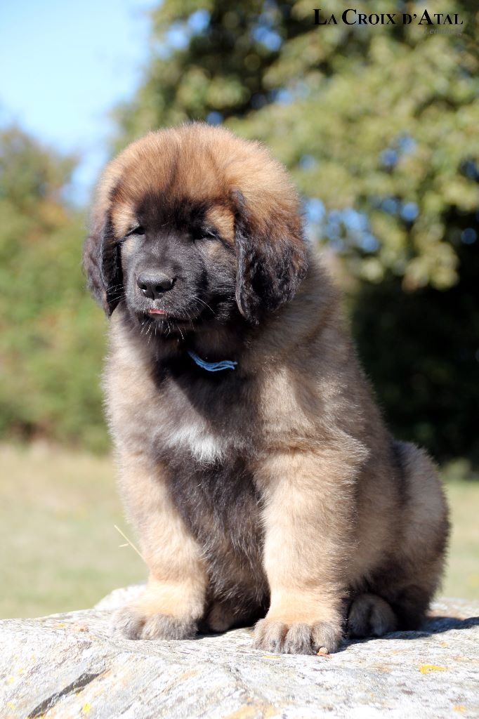 de la Croix d'Atal - Leonberger - Portée née le 03/08/2018