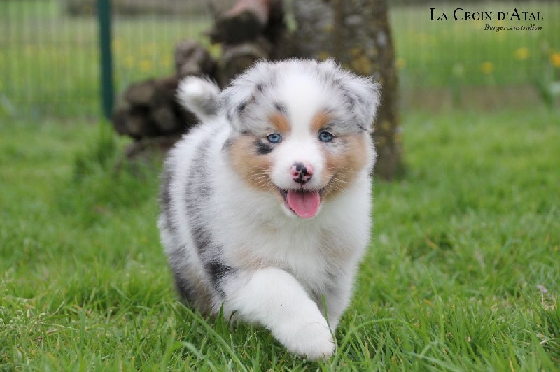Bleu merle MANOLO