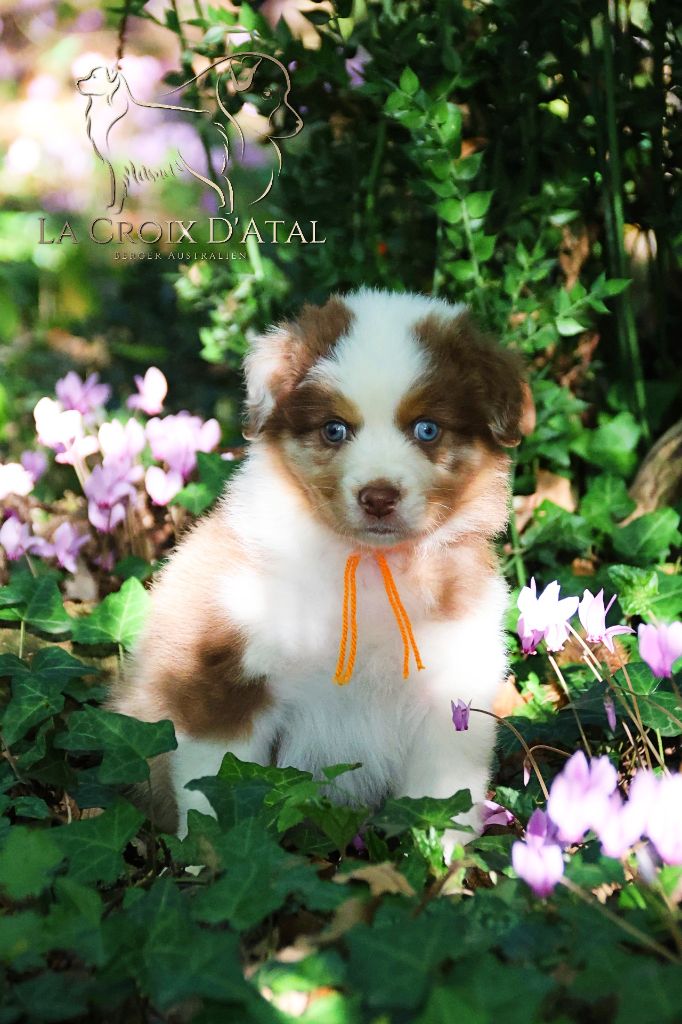 de la Croix d'Atal - Chiots disponibles - Berger Australien
